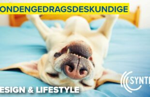 Hondengedragsdeskundige